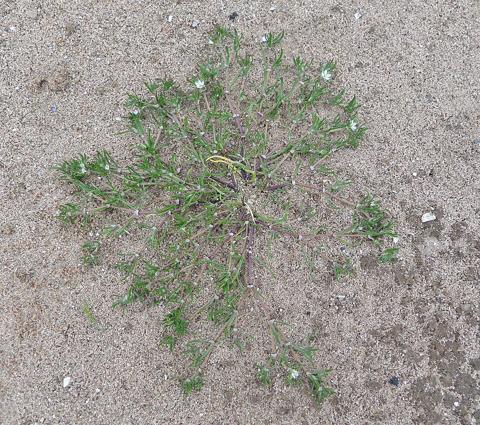Spergularia marina (Saltmarsh Sand Spurry)