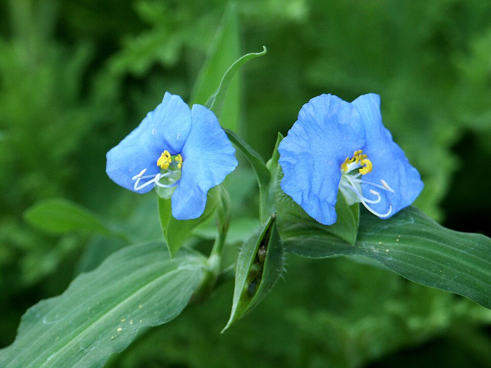 Commelina erecta (whitemouth dayflower)