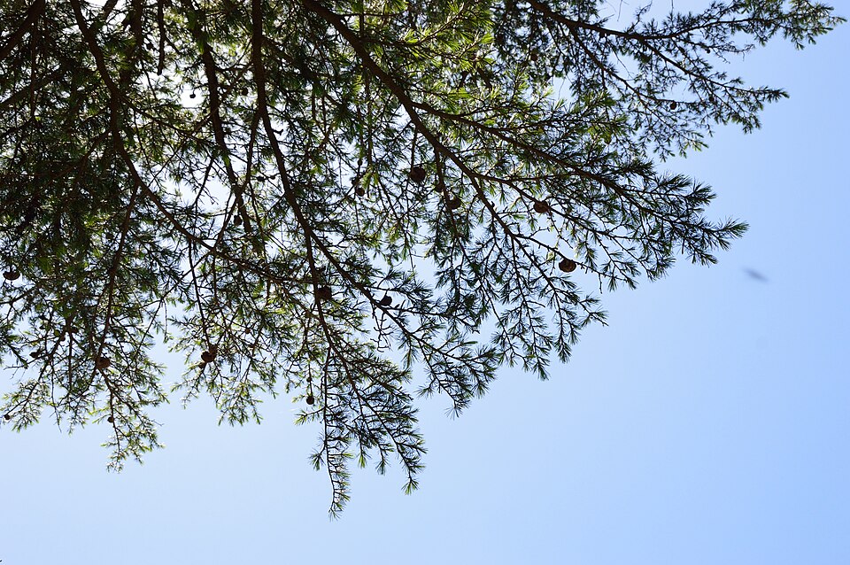 Cedrus deodara (deodar cedar) (alternate view 12)