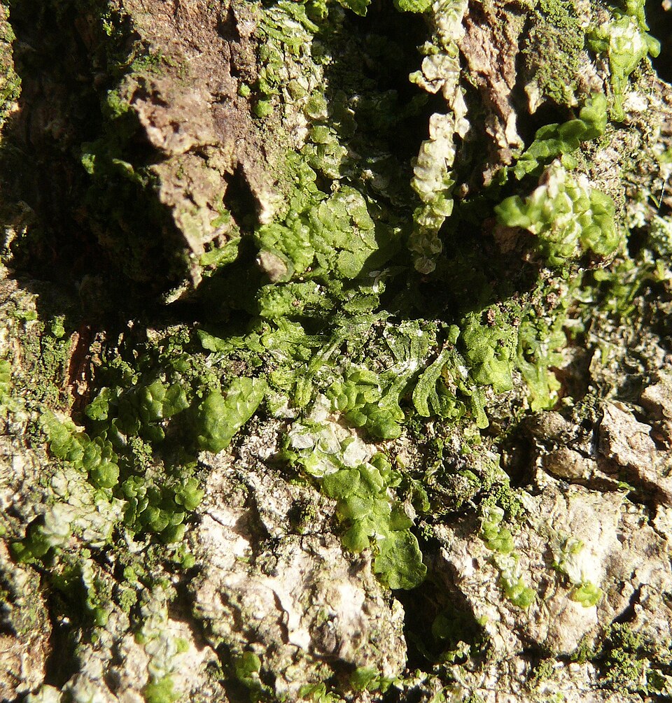 Radula complanata (Flat-leaved Scalewort)