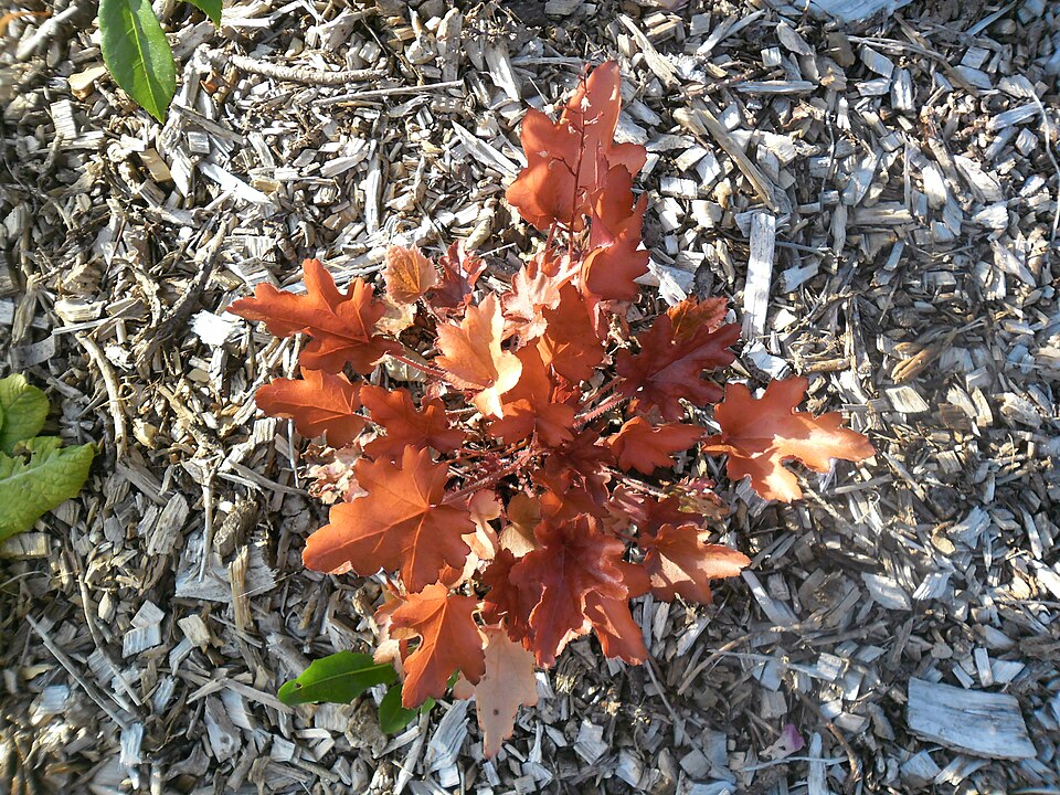 Heuchera villosa 'Caramel' (Caramel Heuchera) (alternate view 5)