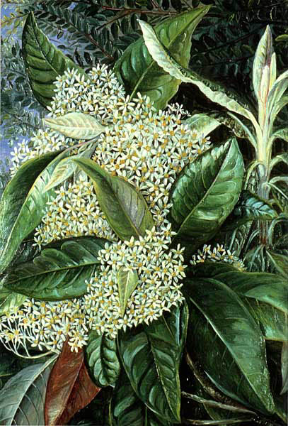 Olearia argophylla (musk daisy-bush) (alternate view 6)