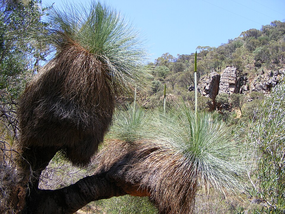 Xanthorrhoea quadrangulata (Yacka) (alternate view 6)