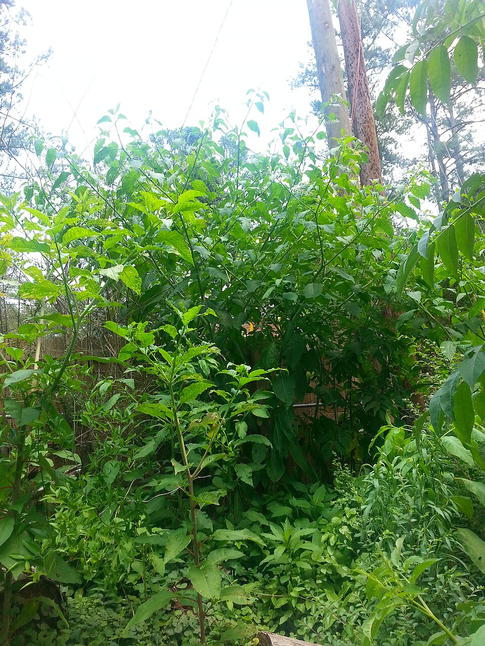 Phytolacca americana (American pokeweed)