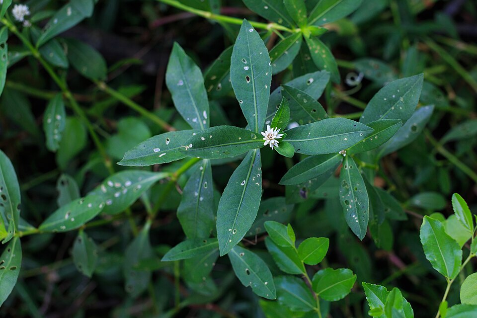 Alternanthera philoxeroides (Alligatorweed) (alternate view 4)