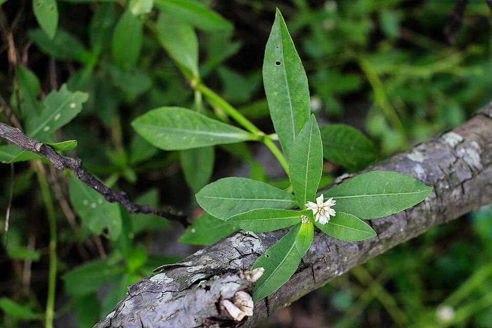 Alternanthera philoxeroides (Alligatorweed) (alternate view 5)