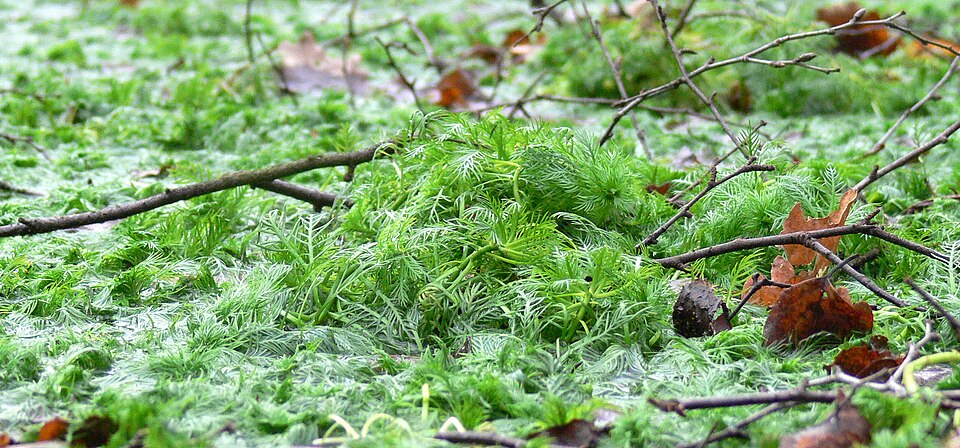 Hottonia palustris (Water Violet) (alternate view 9)