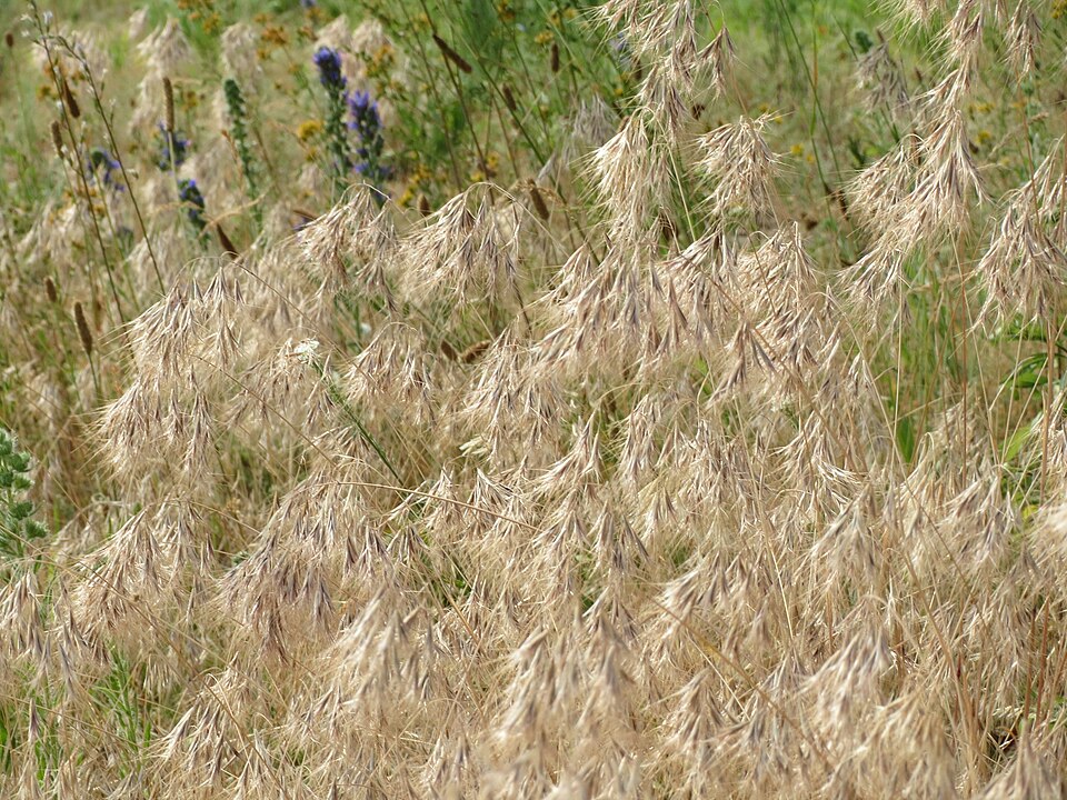 Bromus tectorum (cheat grass) (alternate view 10)