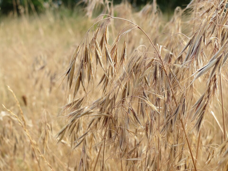 Bromus tectorum (cheat grass) (alternate view 11)