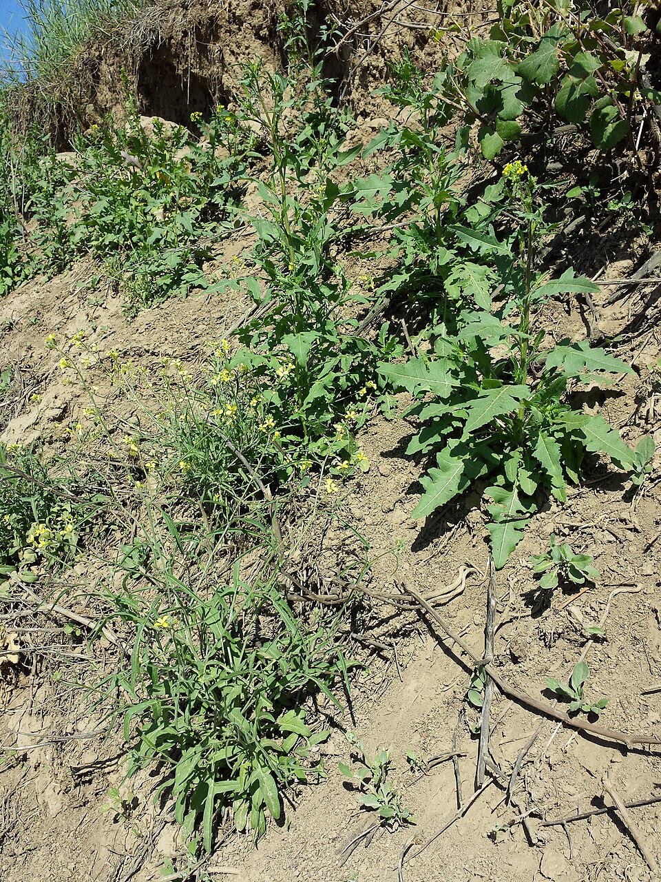 Sisymbrium orientale (eastern rocket)