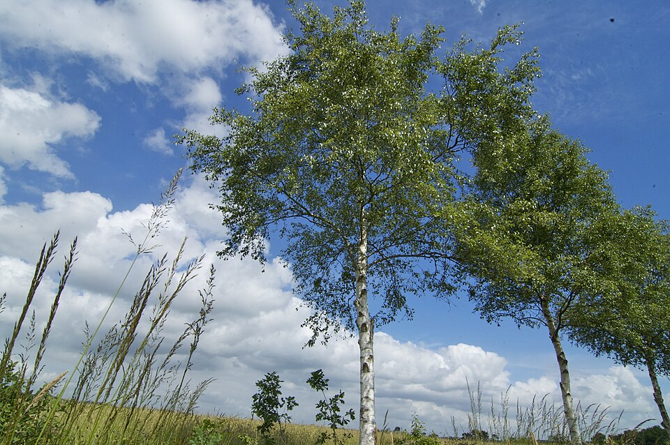 Betula nigra (River Birch) (alternate view 8)