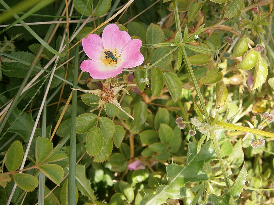 Rosa rubiginosa (Sweet-brier)