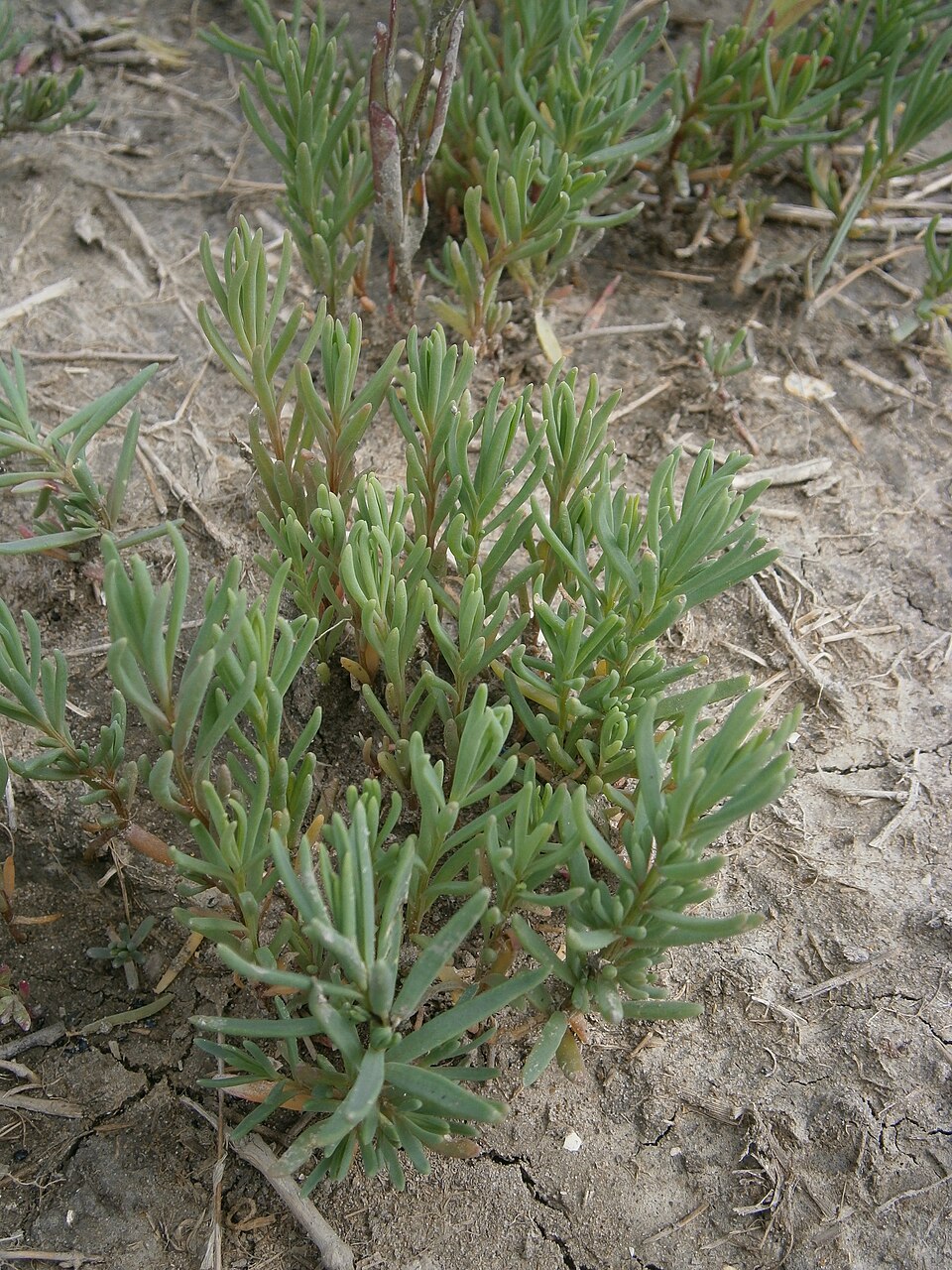 Suaeda maritima (Herbaceous Seepweed)