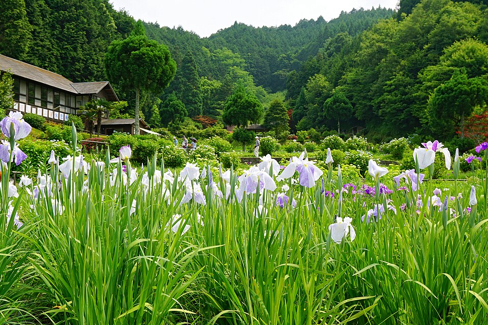 Iris ensata (Japanese iris) (alternate view 14)