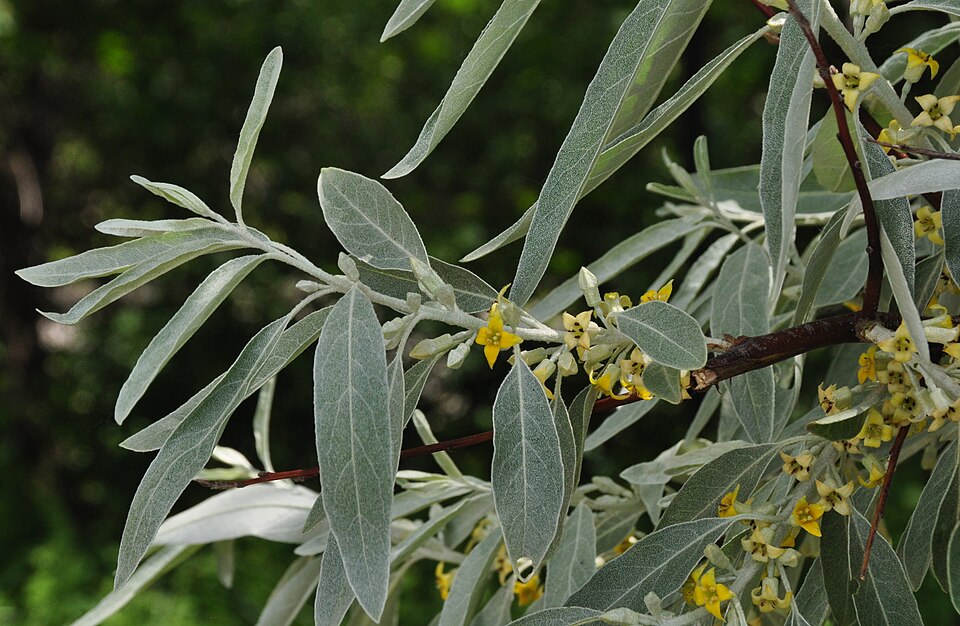 Elaeagnus angustifolia (Russian olive) (alternate view 3)