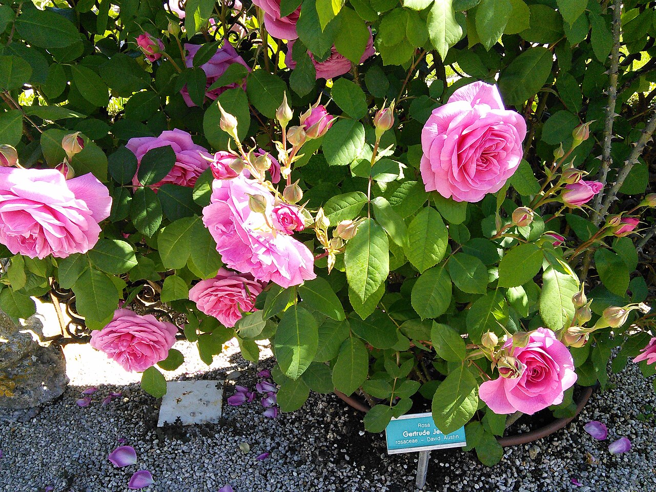 Rosa 'Gertrude Jekyll', Rose 'Gertrude Jekyll' — upright deciduous (Rosaceae) (image 9 of 10)