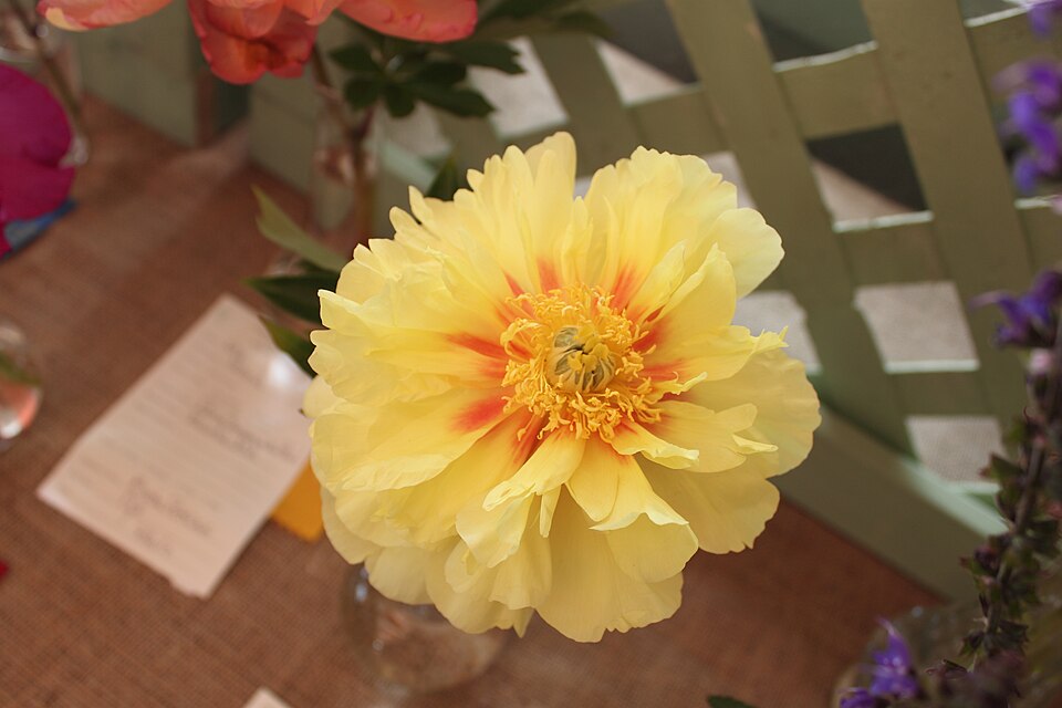 Paeonia x 'Bartzella' (Bartzella Peony) (alternate view 2)