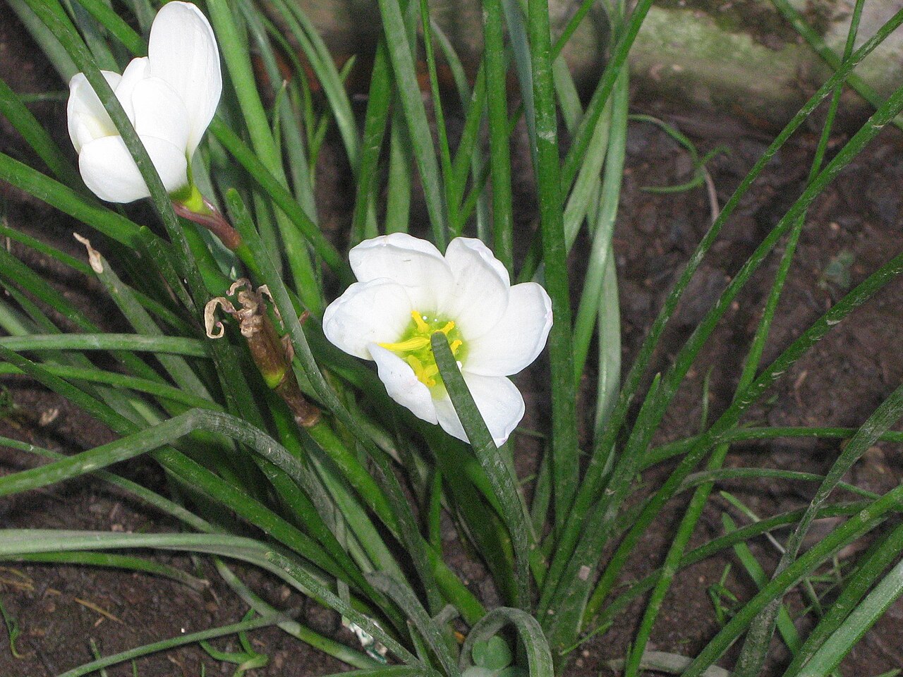 Zephyranthes candida, White rain lily — clumping semi-evergreen (Amaryllidaceae) (image 2 of 10)