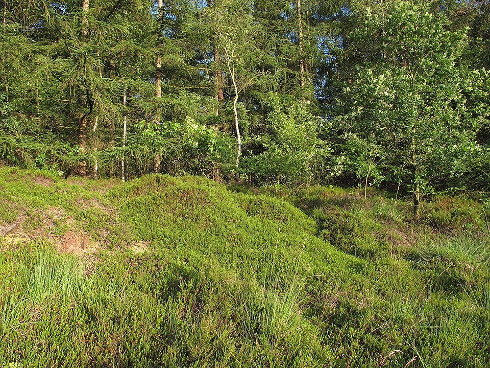 Empetrum nigrum (black crowberry)