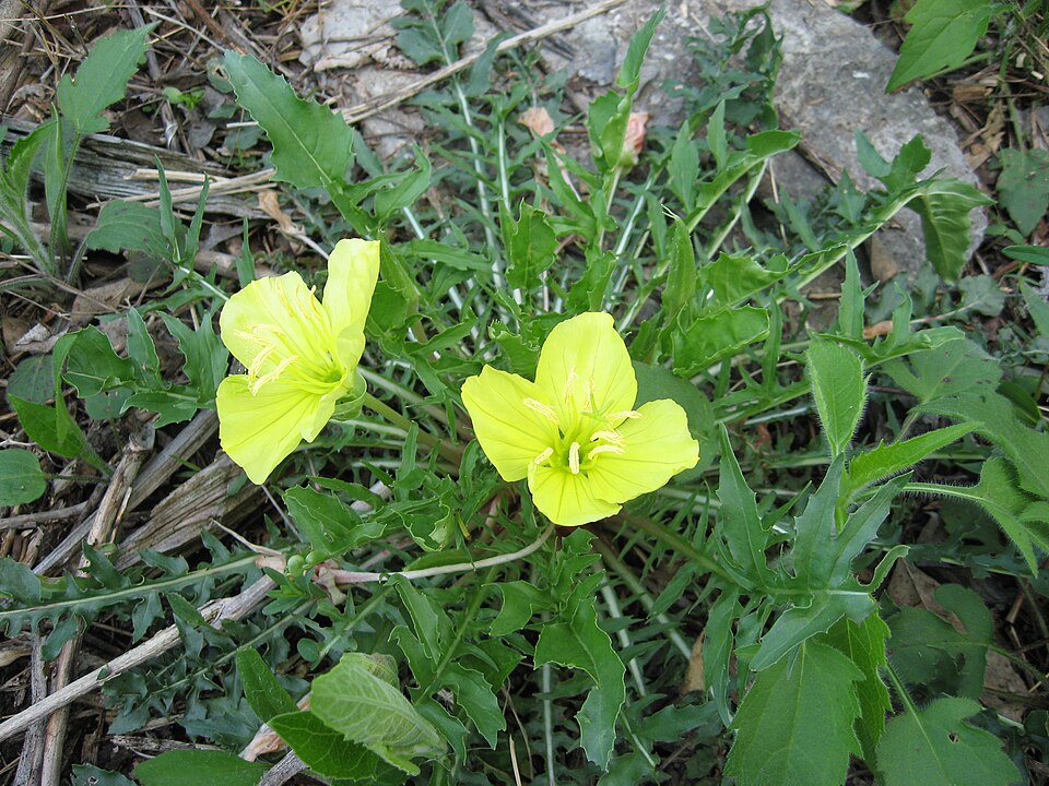 Oenothera triloba (Stemless Evening Primrose) (alternate view 6)