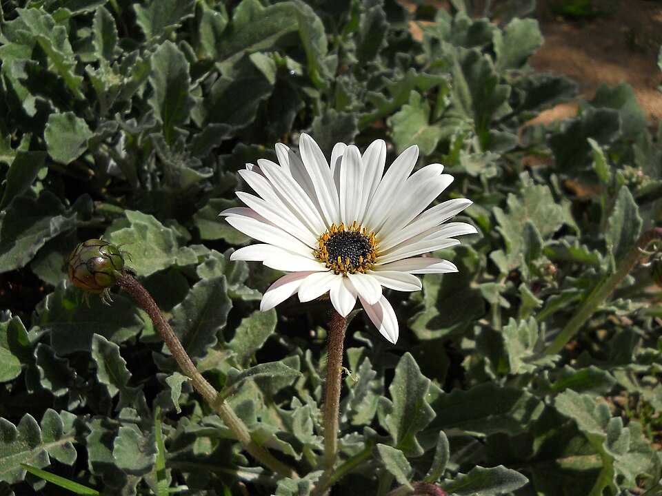 Arctotis (African Daisies) (alternate view 2)