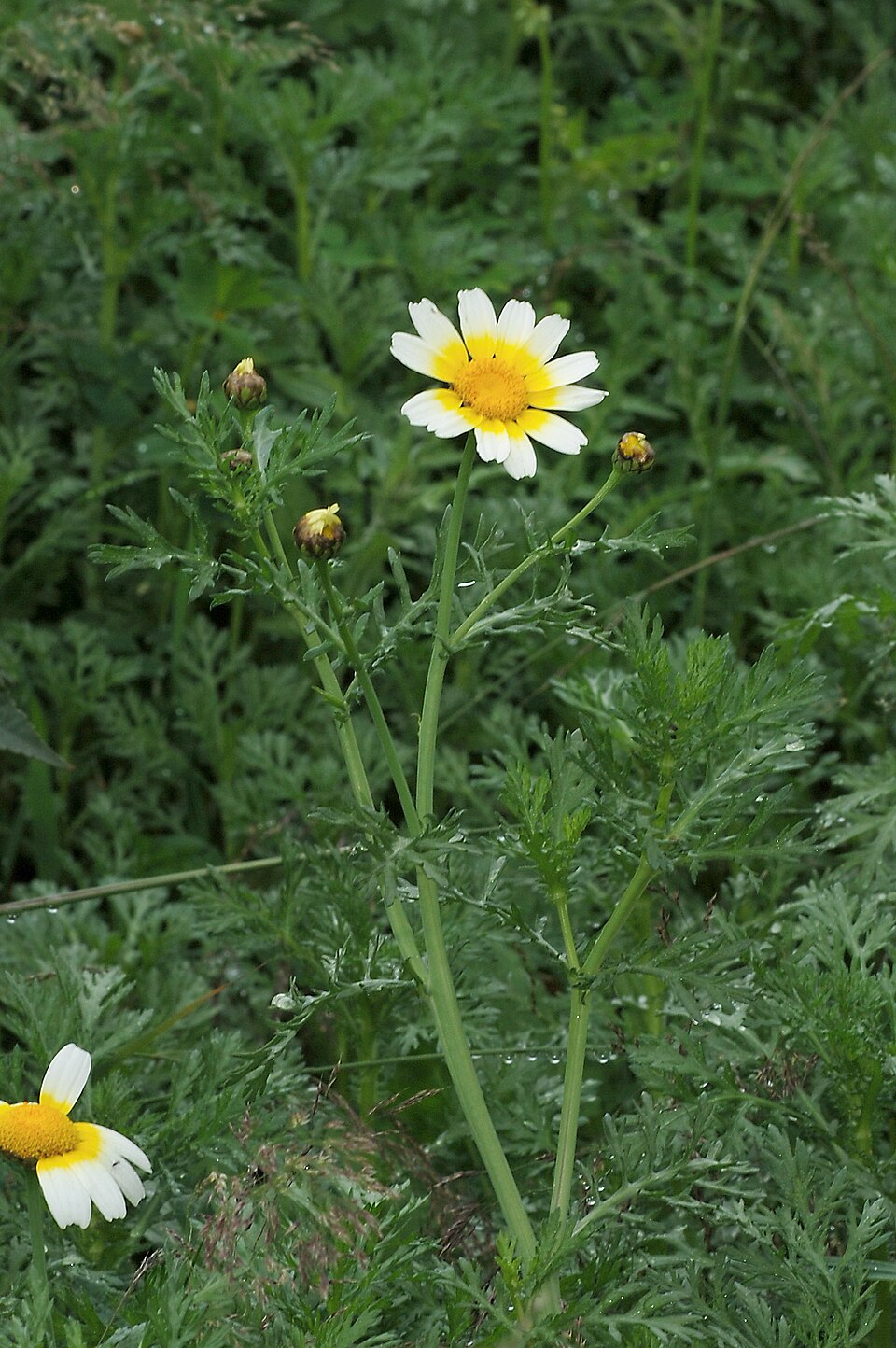 Glebionis coronaria (Garland Daisy)