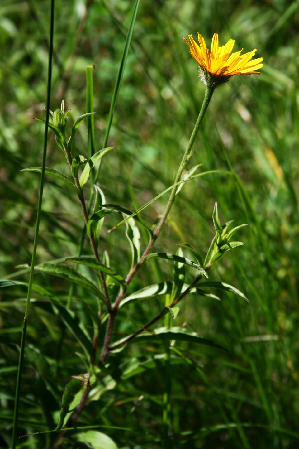 Buphthalmum salicifolium (Willowleaf Ox-eye) (alternate view 8)