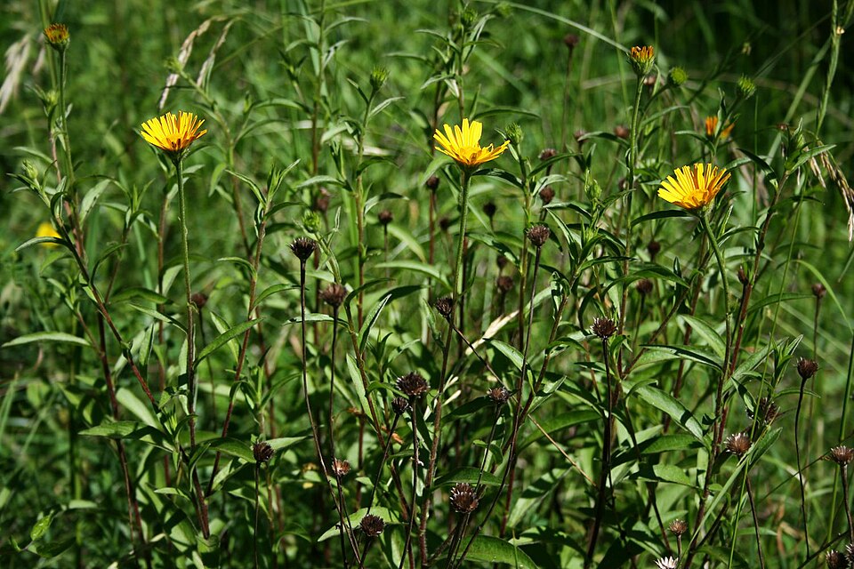 Buphthalmum salicifolium (Willowleaf Ox-eye) (alternate view 9)