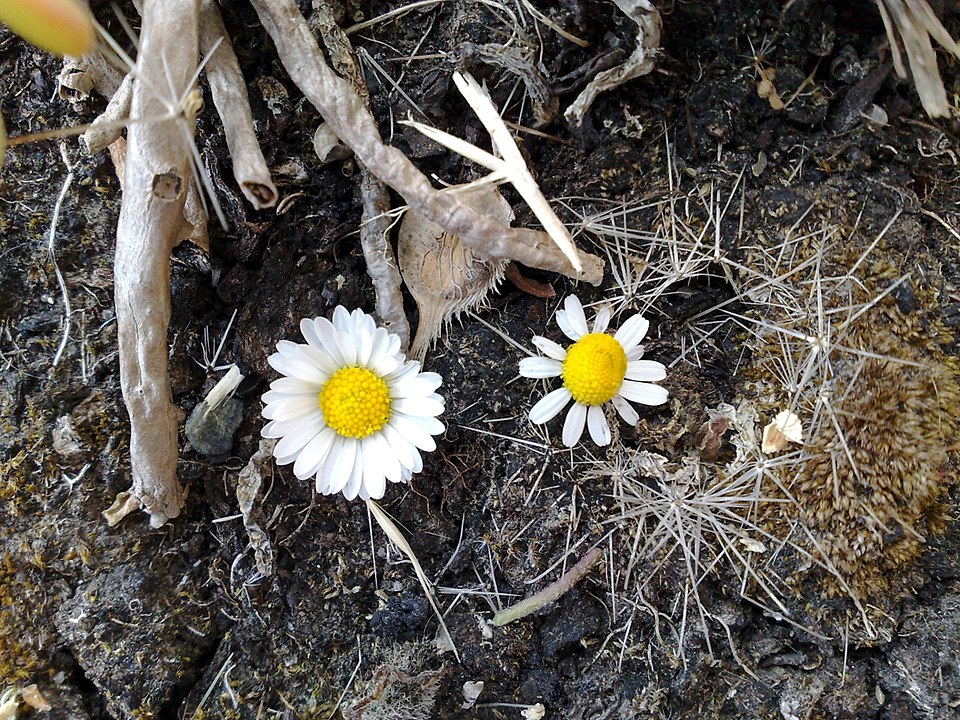 Matricaria chamomilla (German Chamomile)