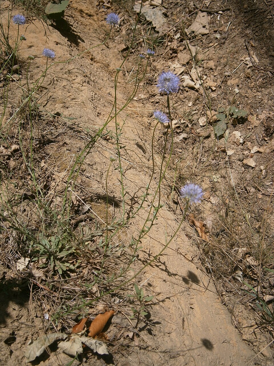 Jasione montana (Sheep's Bit Scabious) (alternate view 7)
