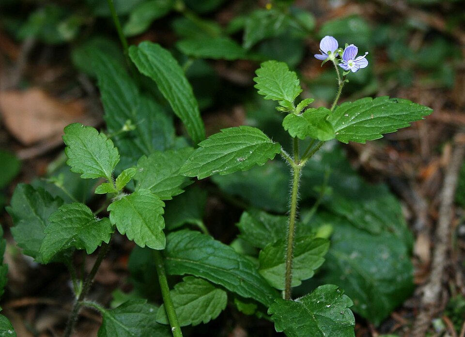 Veronica montana (Wood Speedwell)