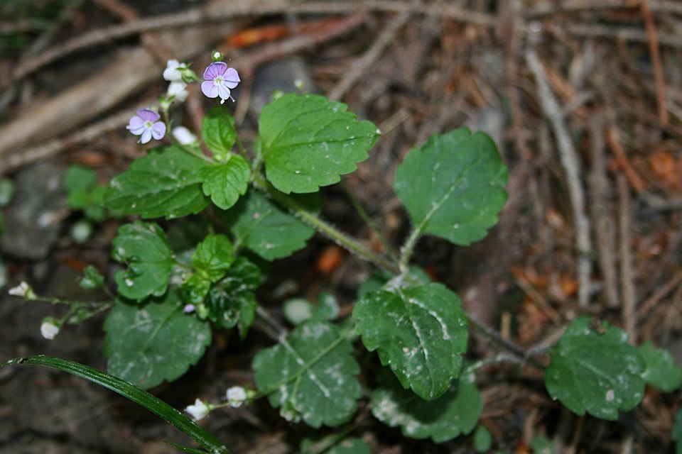 Veronica montana (Wood Speedwell)