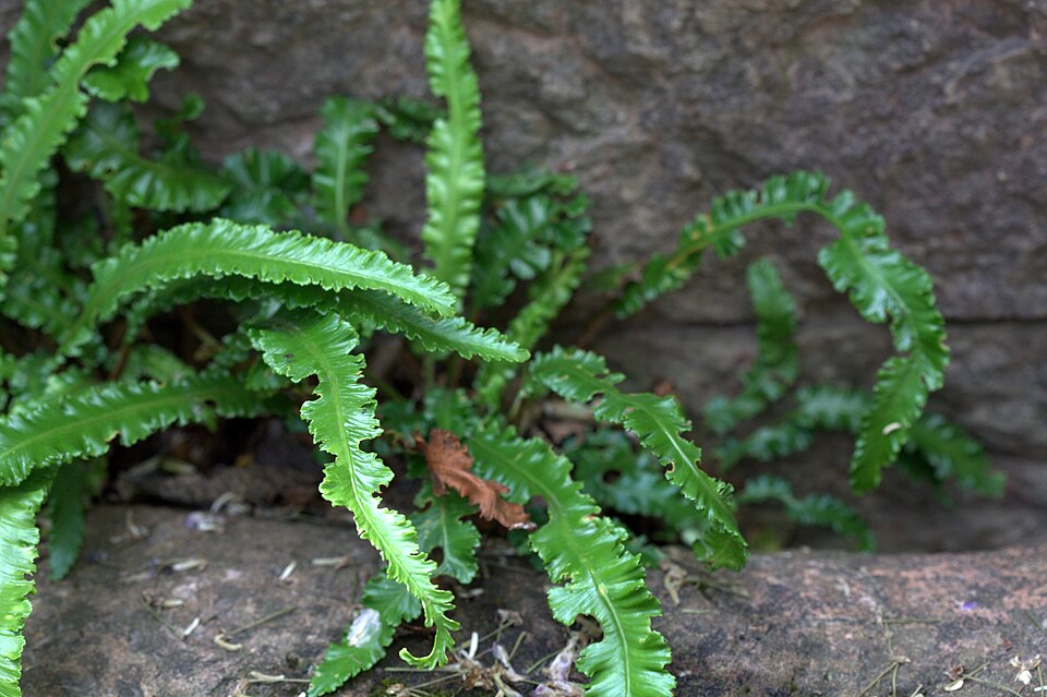 Asplenium scolopendrium 'Angustatum' (alternate view 5)