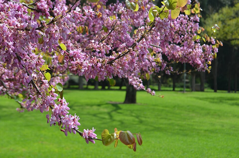 Cercis (redbuds) (alternate view 2)
