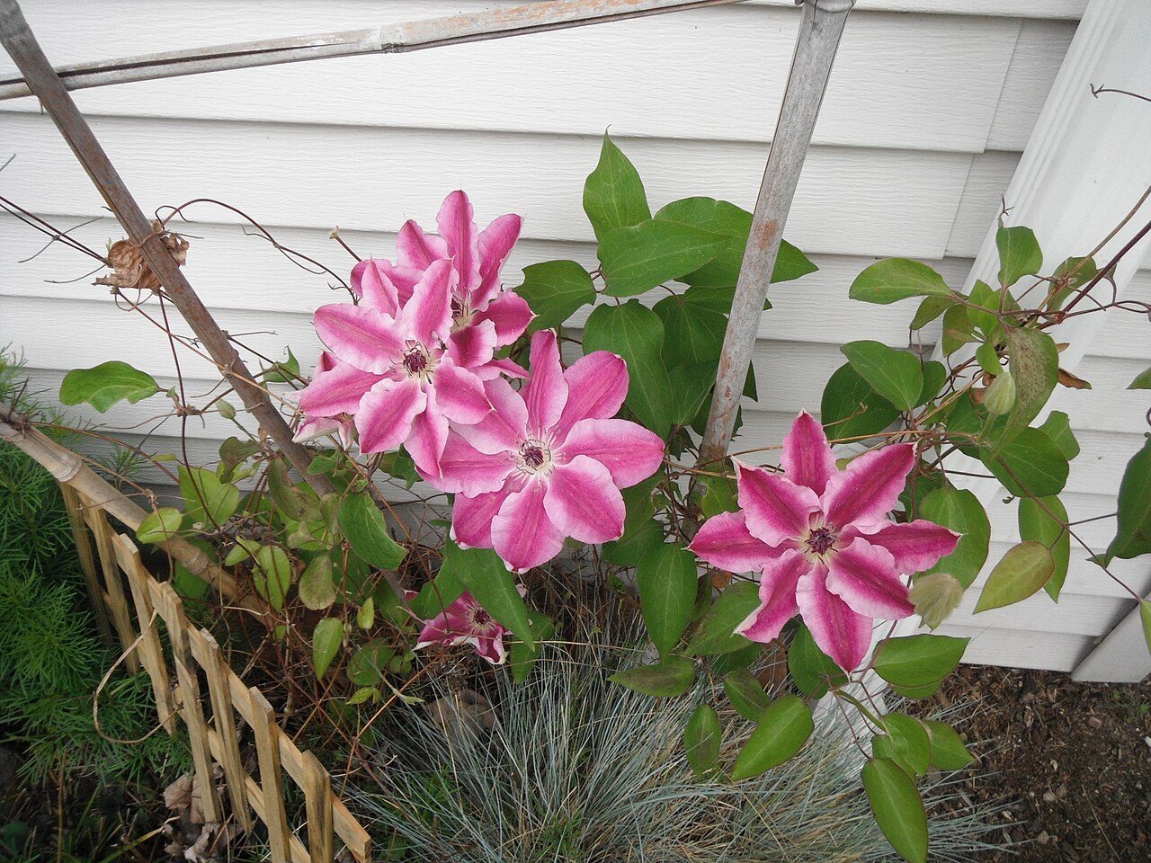 Clematis 'Nelly Moser', Clematis 'Nelly Moser' — climbing deciduous (Ranunculaceae) (image 8 of 10)