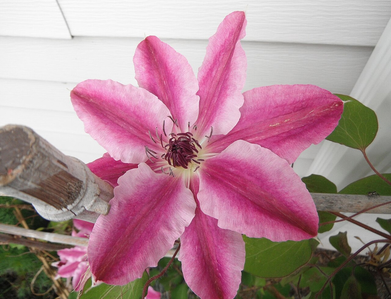 Clematis 'Nelly Moser', Clematis 'Nelly Moser' — climbing deciduous (Ranunculaceae) (image 9 of 10)
