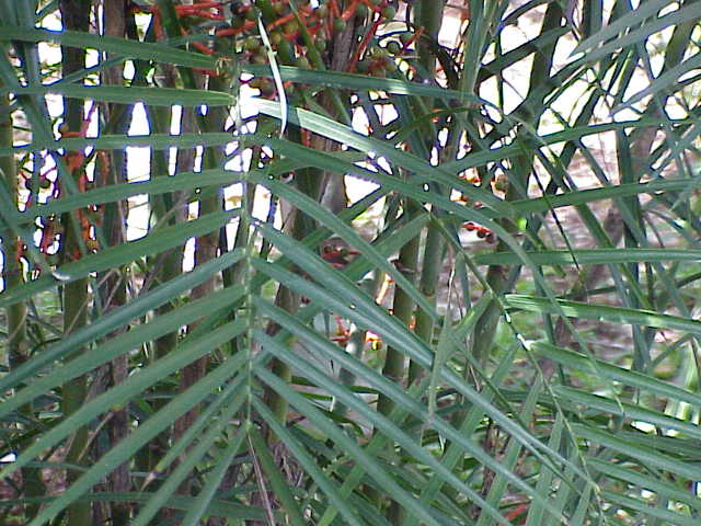 Chamaedorea seifrizii (Bamboo Palm) (alternate view 3)