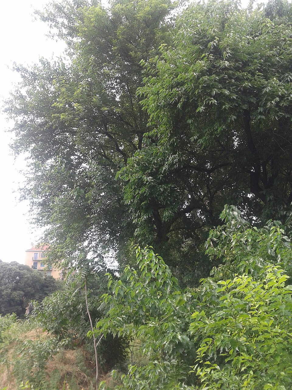 Maclura pomifera (Osage-orange)