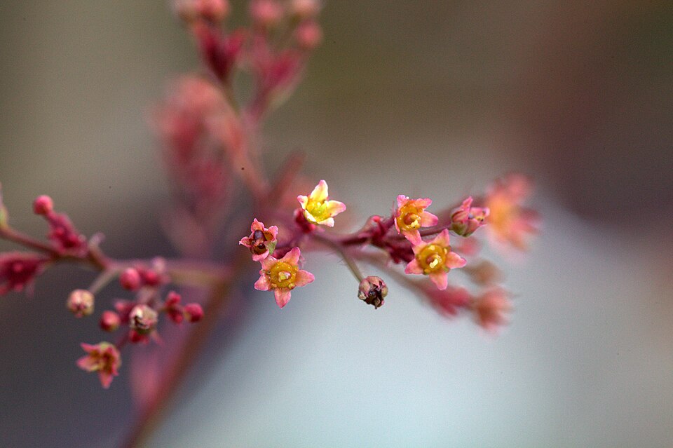 Cotinus 'Grace' (Grace smoke tree)