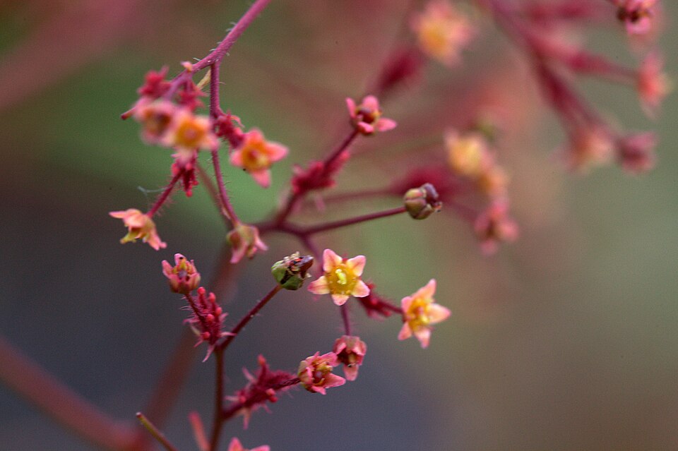 Cotinus 'Grace' (Grace smoke tree) (alternate view 2)