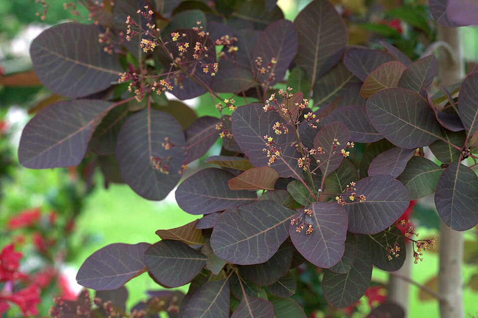 Cotinus 'Grace' (Grace smoke tree) (alternate view 3)