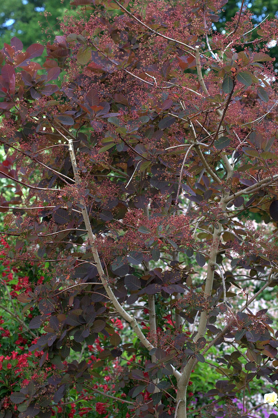 Cotinus 'Grace' (Grace smoke tree) (alternate view 4)
