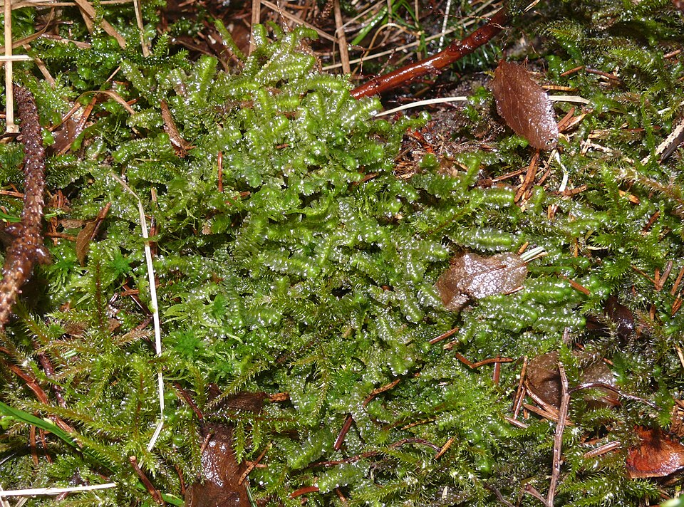 Bazzania trilobata (greater whipwort) (alternate view 4)