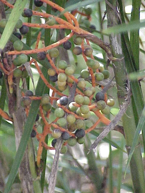 Chamaedorea seifrizii (Bamboo Palm) (alternate view 4)