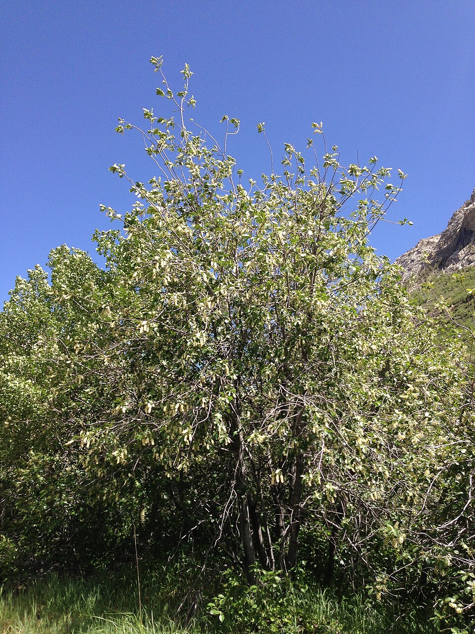 Prunus virginiana (Chokecherry)