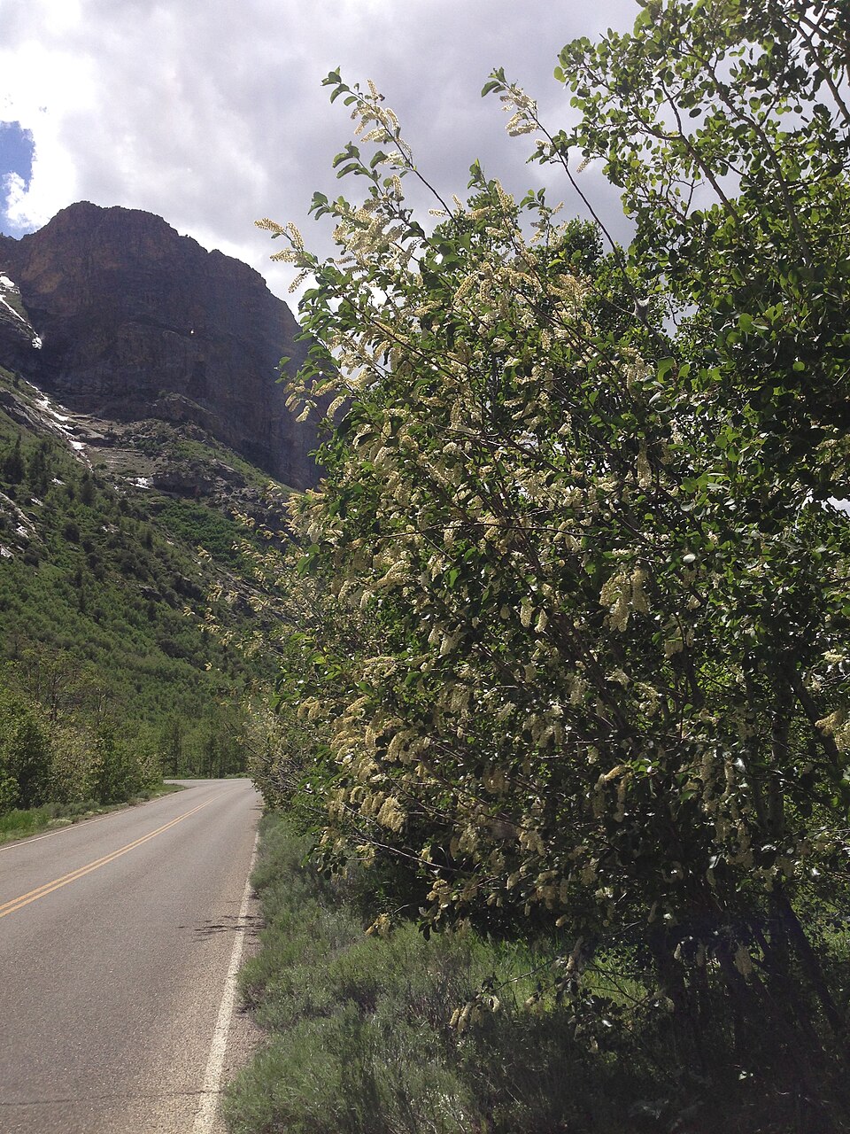 Prunus virginiana (Chokecherry)