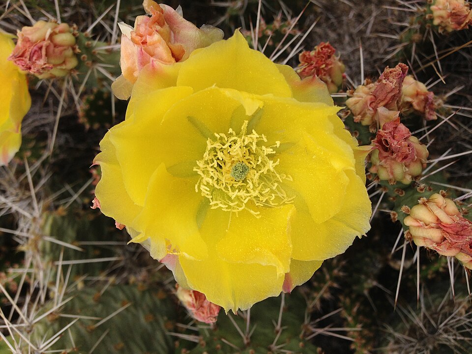 Opuntia polyacantha (Plains Pricklypear)