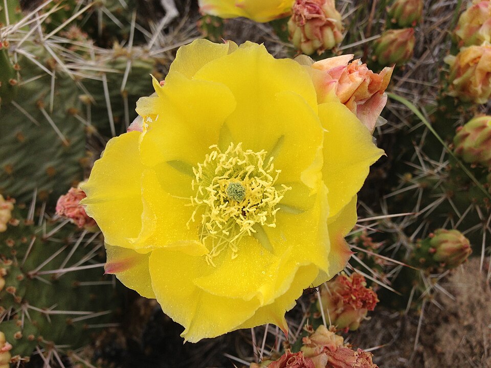 Opuntia polyacantha (Plains Pricklypear)