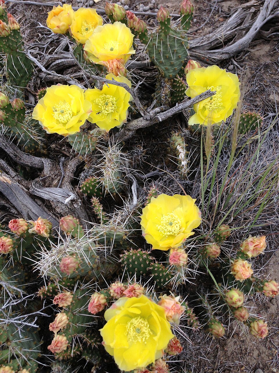 Opuntia polyacantha (Plains Pricklypear)