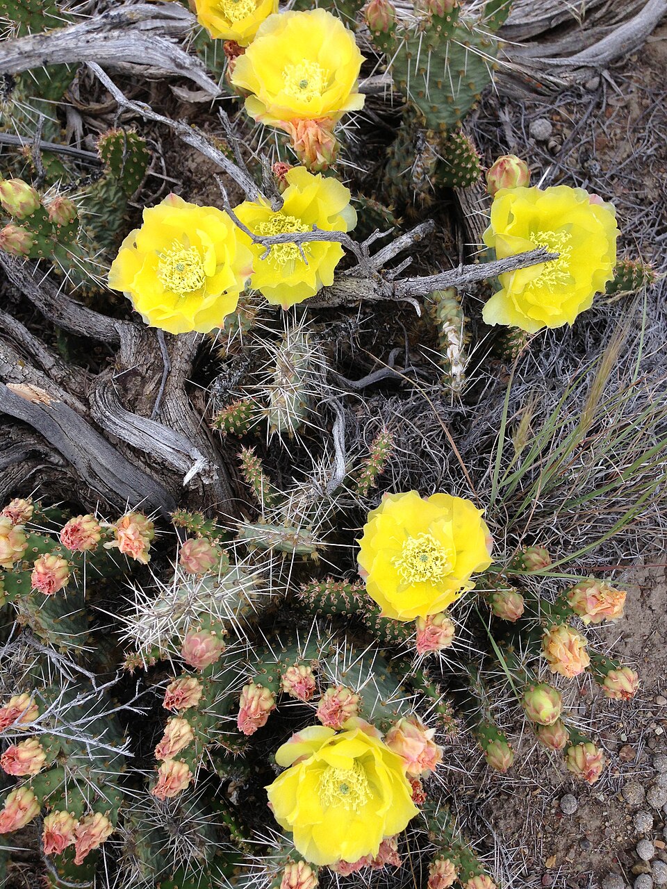 Opuntia polyacantha (Plains Pricklypear)